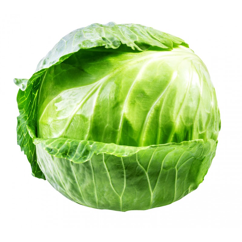 Kapusta biała młoda